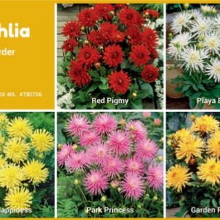 Шоубокс DAHLIA BORDER / САКСИЙНИ/-100бр.