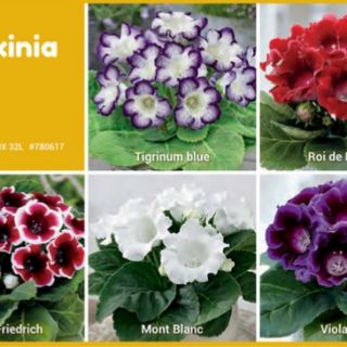 Шоубокс GLOXINIA-GL1 /Каменно цвете/- 5х20бр