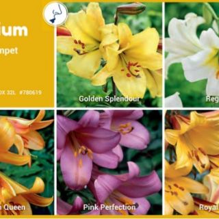 Шоубокс Lilium TRUMPET - 100бр