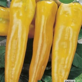 Пипер Corno di toro giallo Пипер Corno di toro giallo