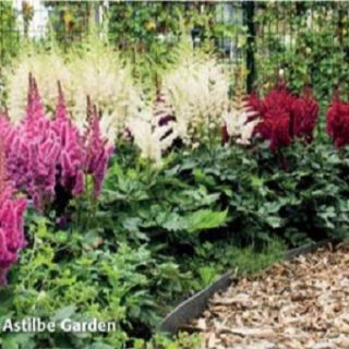 Astilbe (Spirea) RED-1бр.