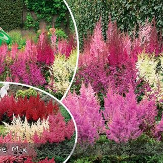 Astilbe (Spirea) RED-1бр.