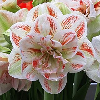 Amaryllis DOUBLE NYMPH