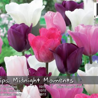 Лалета MIDNIGHT MOMENTS -30бр.