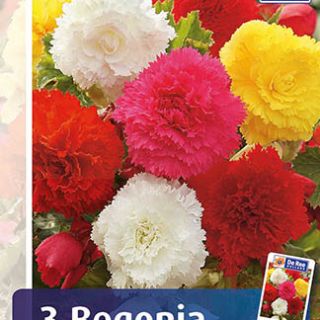 Begonia Fimbriata MIX - 3бр.