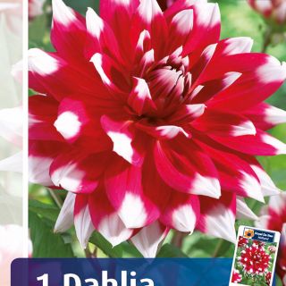 DAHLIA Едроцветна RED EMPIRE