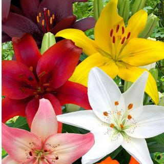 Lilium ASIATIC Mix-6бр.