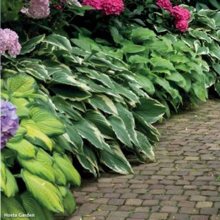 HOSTA GARDEN Mix-5бр.-
