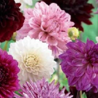 DAHLIA Purple MIX-3бр.