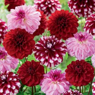 DAHLIA Red MIX - 3бр.