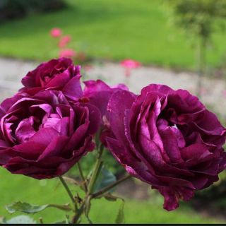 34.Роза Тъмно лилава Mysterieus