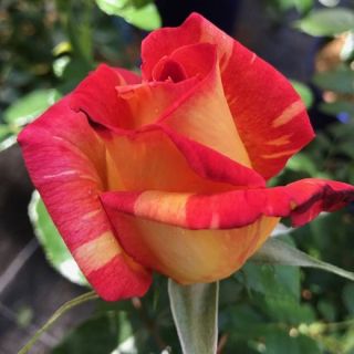 18.Роза ИВИЧЕСТА Caribiq