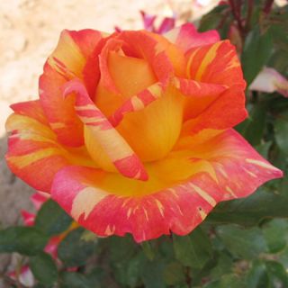 18.Роза ИВИЧЕСТА Caribiq