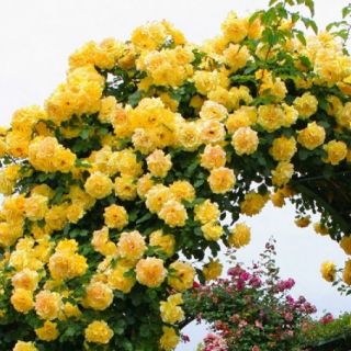 11.Роза КАТЕРЛИВА Светло Жълта БОЖУРОВИДНА