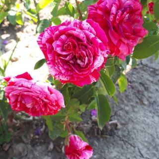 27.Роза ИВИЧЕСТА Imagine