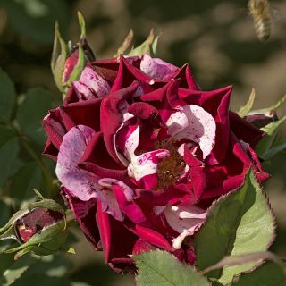 35.Роза New Imagine