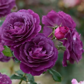 34.Роза Тъмно лилава Mysterieus