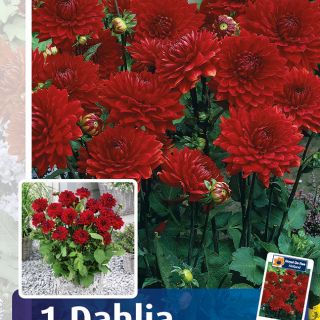 DAHLIA PARK САКСИЙНА Garden Wonder