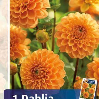 DAHLIA Pompon Maarn