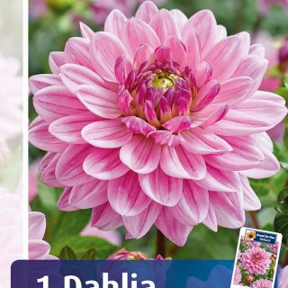 DAHLIA DECORATIVE Anne Marie