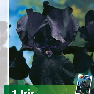 Iris GERMANICA MIX -5бр.