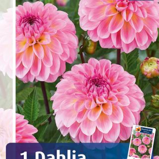 DAHLIA Pompon Ilse