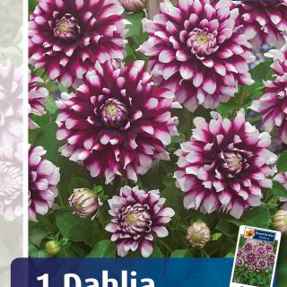 DAHLIA PARK САКСИЙНА Verdi Glori