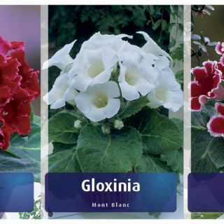 Комплект 10бр .GLOXINIA /Каменно цвете/