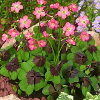 Oxalis Iron Cross- 20бр.