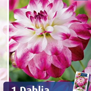 DAHLIA DECORATIVE Saint Martin