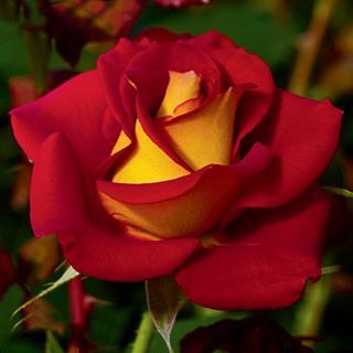 25.Роза FORTY NINER