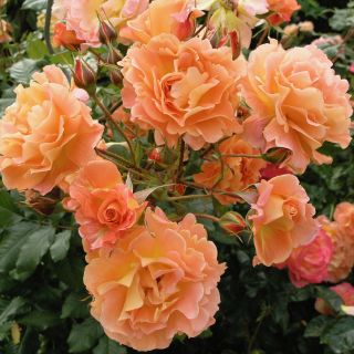 12.Роза КАТЕРЛИВА Westerland