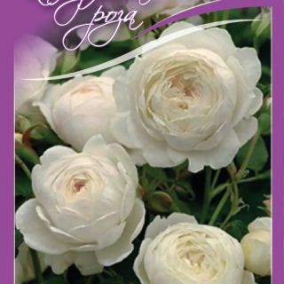 2.Роза КАТЕРЛИВА Бяла БОЖУРОВИДНА