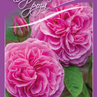 3.Роза КАТЕРЛИВА Розова БОЖУРОВИДНА