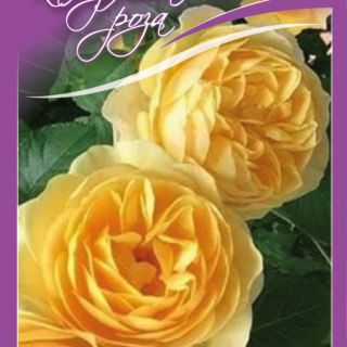4.Роза КАТЕРЛИВА Жълта БОЖУРОВИДНА