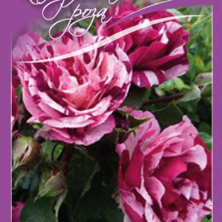 5.Роза КАТЕРЛИВА Двуцветна