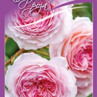 6.Роза КАТЕРЛИВА Светло розова БОЖУРОВИДНА