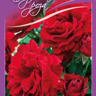 7.Роза КАТЕРЛИВА Червена гъста Paul Scarlet