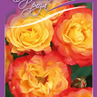 9.Роза КАТЕРЛИВА РУМБА