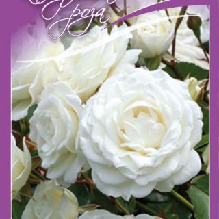 10.Роза КАТЕРЛИВА Бяла Snow white