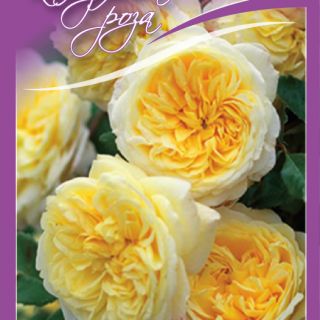 11.Роза КАТЕРЛИВА Светло Жълта БОЖУРОВИДНА