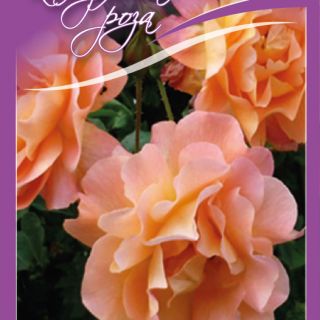 12.Роза КАТЕРЛИВА Westerland