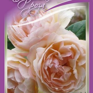 13.Роза КАТЕРЛИВА Кайсия БОЖУРОВИДНА