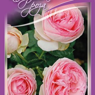 15.Роза КАТЕРЛИВА ГЪСТА РОЗОВА