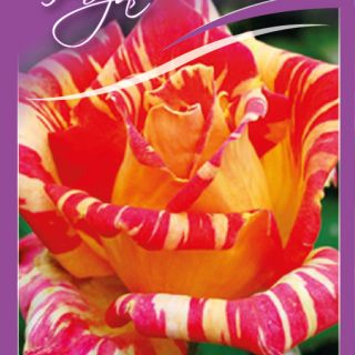 18.Роза ИВИЧЕСТА Caribiq