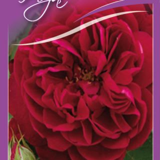 20.Роза БОЖУРОВИДНА Червена