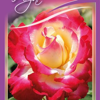 22.Роза DOUBLE Delight