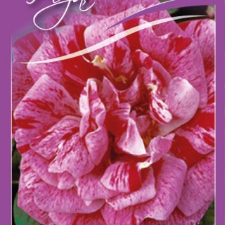 24.Роза Ferdinand Pichard