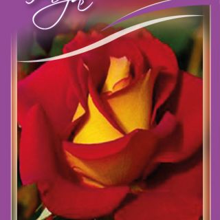 25.Роза FORTY NINER