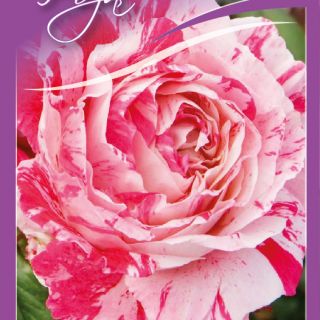 27.Роза ИВИЧЕСТА Imagine